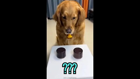No one expected this at all, did you? (funny, reaction video, reaction, #shorts)