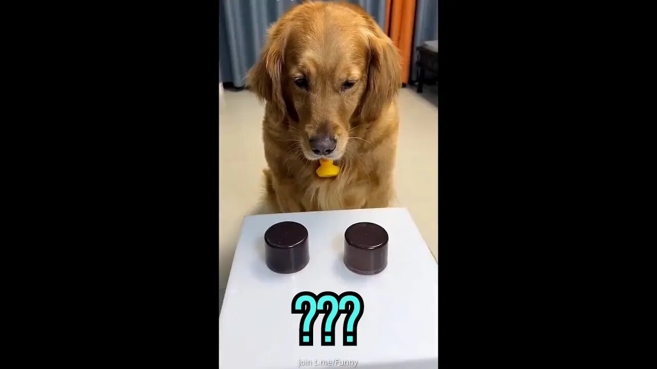 No one expected this at all, did you? (funny, reaction video, reaction, #shorts)