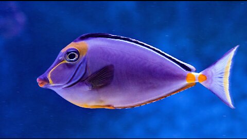 Another world under the deep sea and ocean
