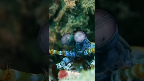 Peacock Mantis Shrimp #shorts #short