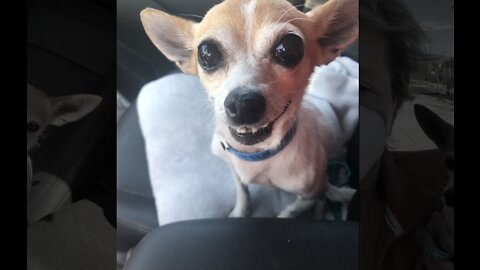 Pet of the week: Elm