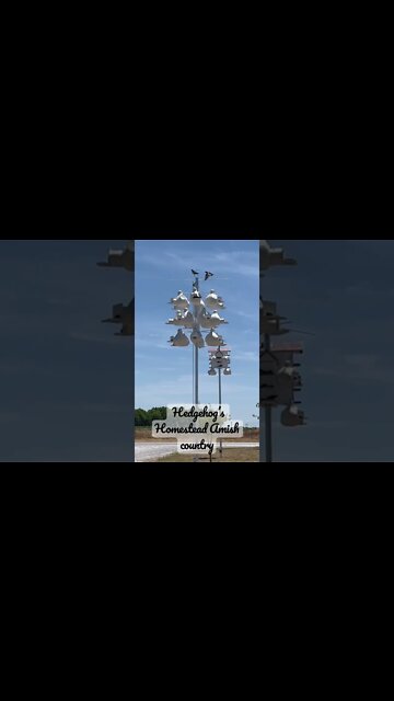 Martin’s feeding their babies￼