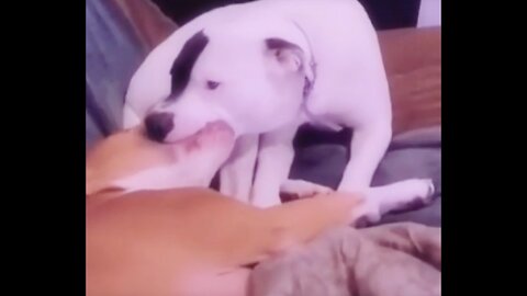 Eps 3 Funny Videos Animal