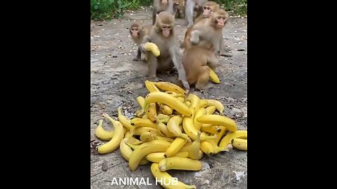 Funny monkey video