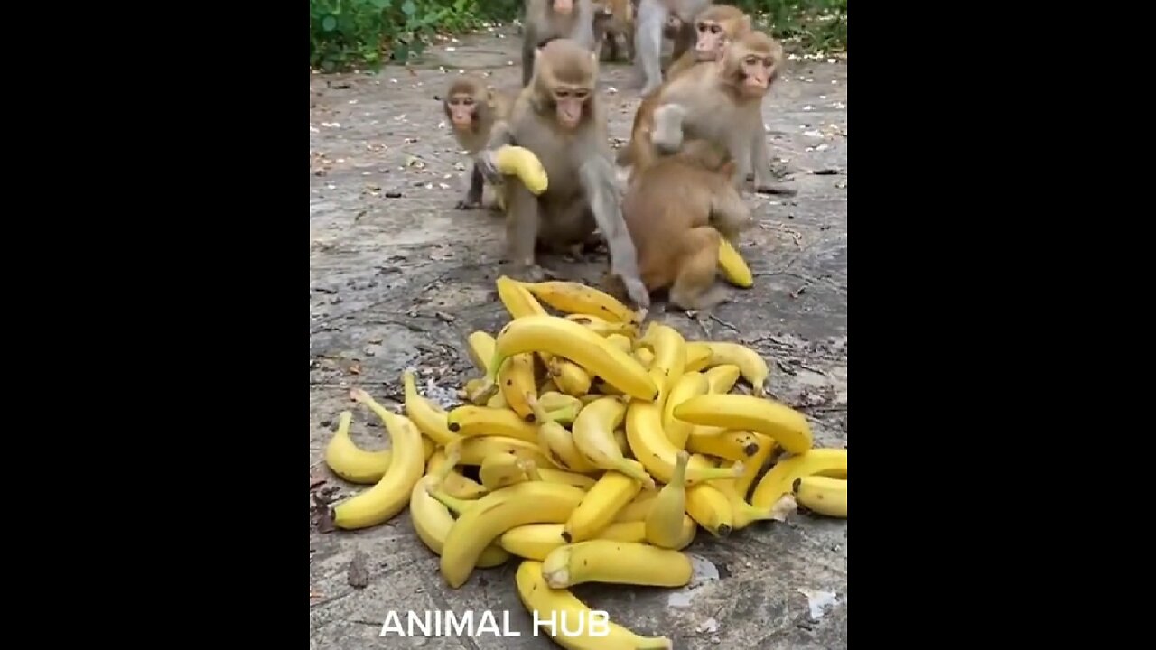 Funny monkey video