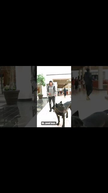 Cane Corsos Go To Mall #shorts