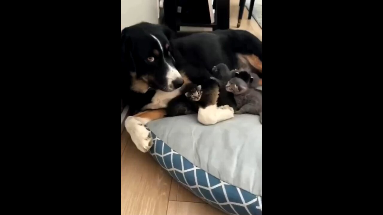 Cat taking his kitties to bed/cute kitty/ funny cat /funny animals. #ViralVideo #TrendingNow