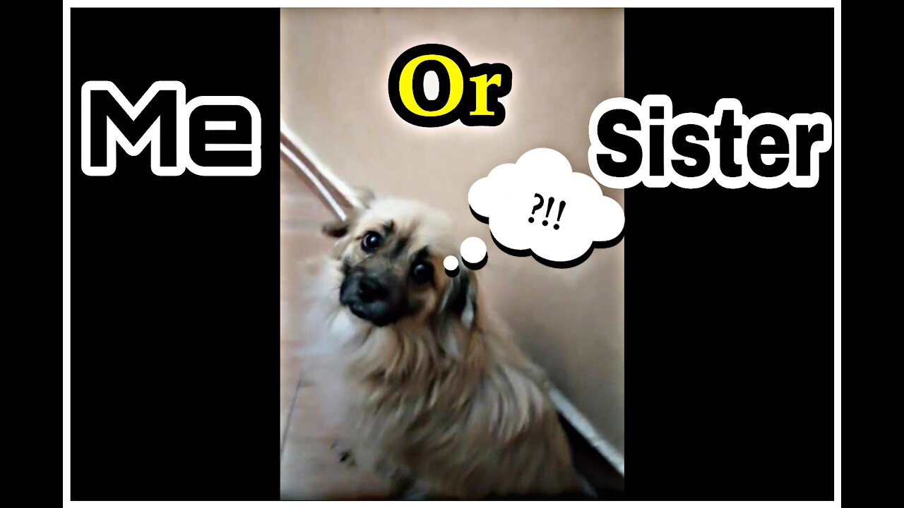 my dog is confuse about who choose me or sister
