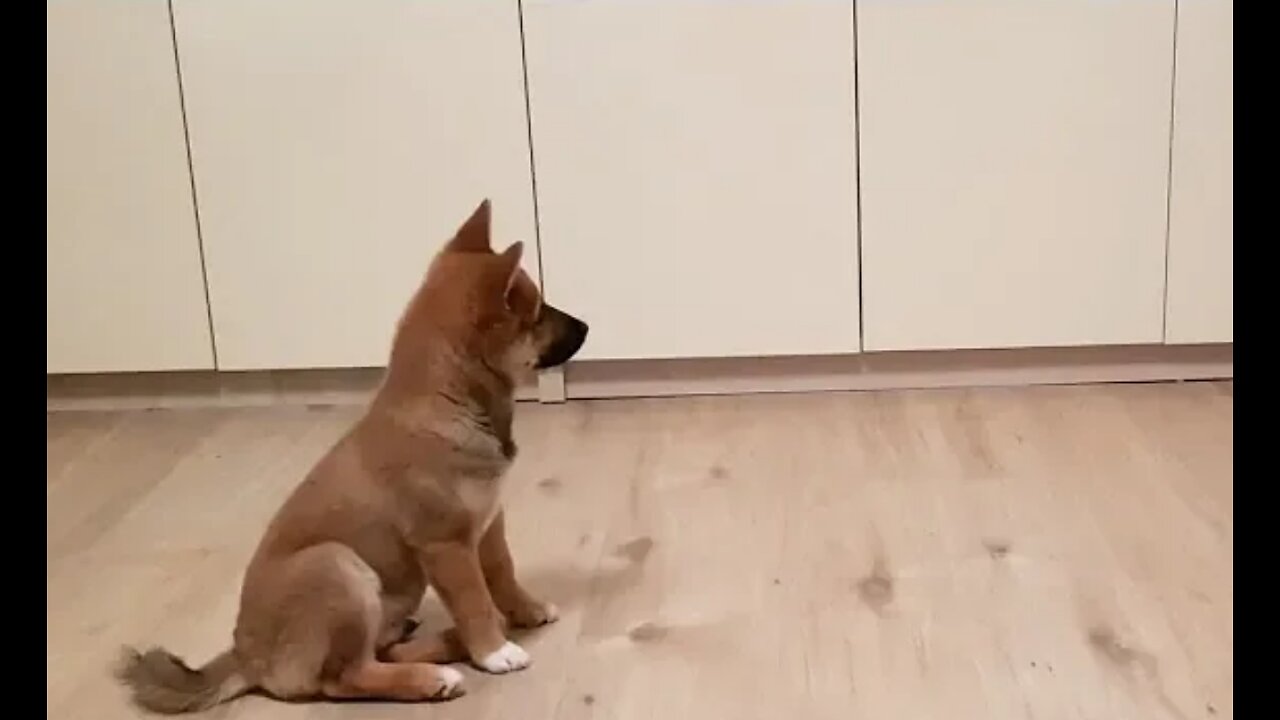 Puppy can't contain his excitement when owner comes home