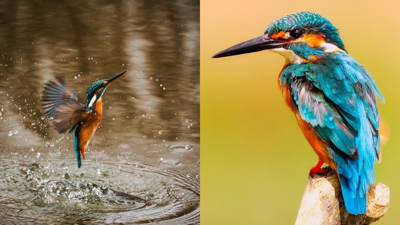 Nature And Wildlife video I Birds Beautiful Creature In Planet