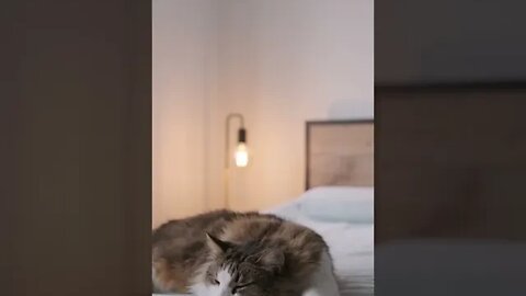 KUCING LUCU #PART 2