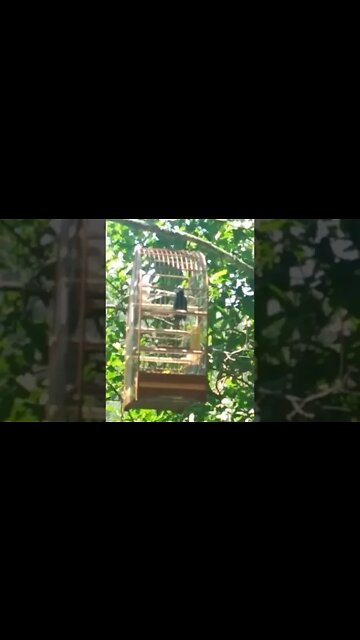 Lindo Azulão Cantando Muito