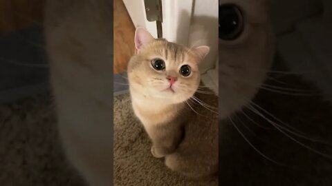 Cute and Funny Cat Videos