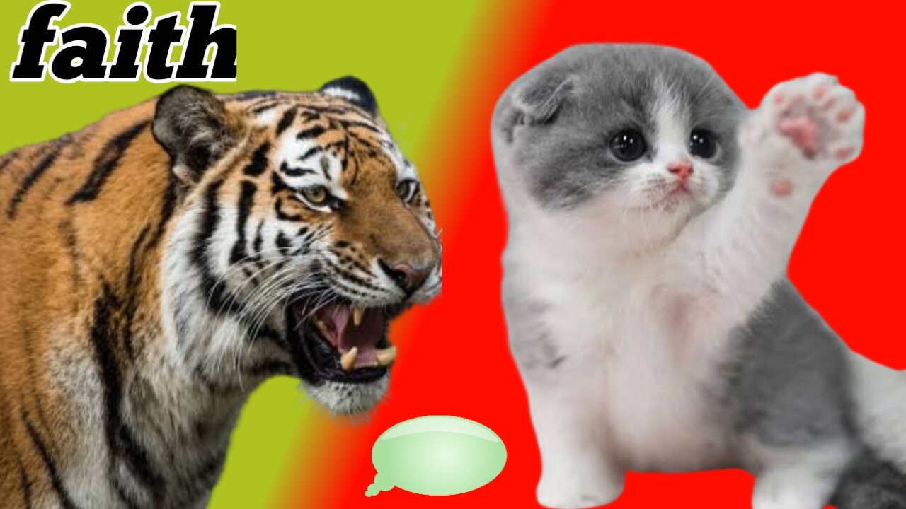 Cute cat beautifully cat video animal video faith