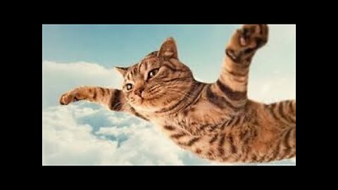 cats most funny moments compilation