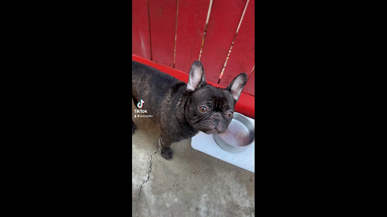 Funny French bulldog