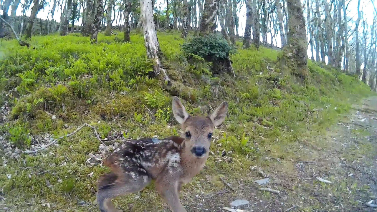 Baby Deer Encounter on Run