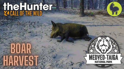 Boar Harvest, Medved Taiga | theHunter: Call of the Wild (PS5 4K)