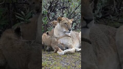 Incredible Footage of Playful Lion Cubs in the Rain!🤔#shorts #safari #travel #travelling