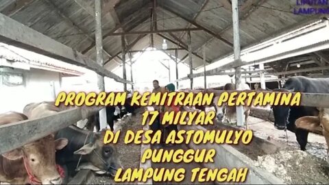 PERTAMINA SALURKAN 17 MILYAR PROGRAM KEMITRAAN DI DESA ASTO MULYO PUNGGUR LAMPUNG TENGAH