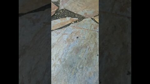 Battle Of The Ant And Fly