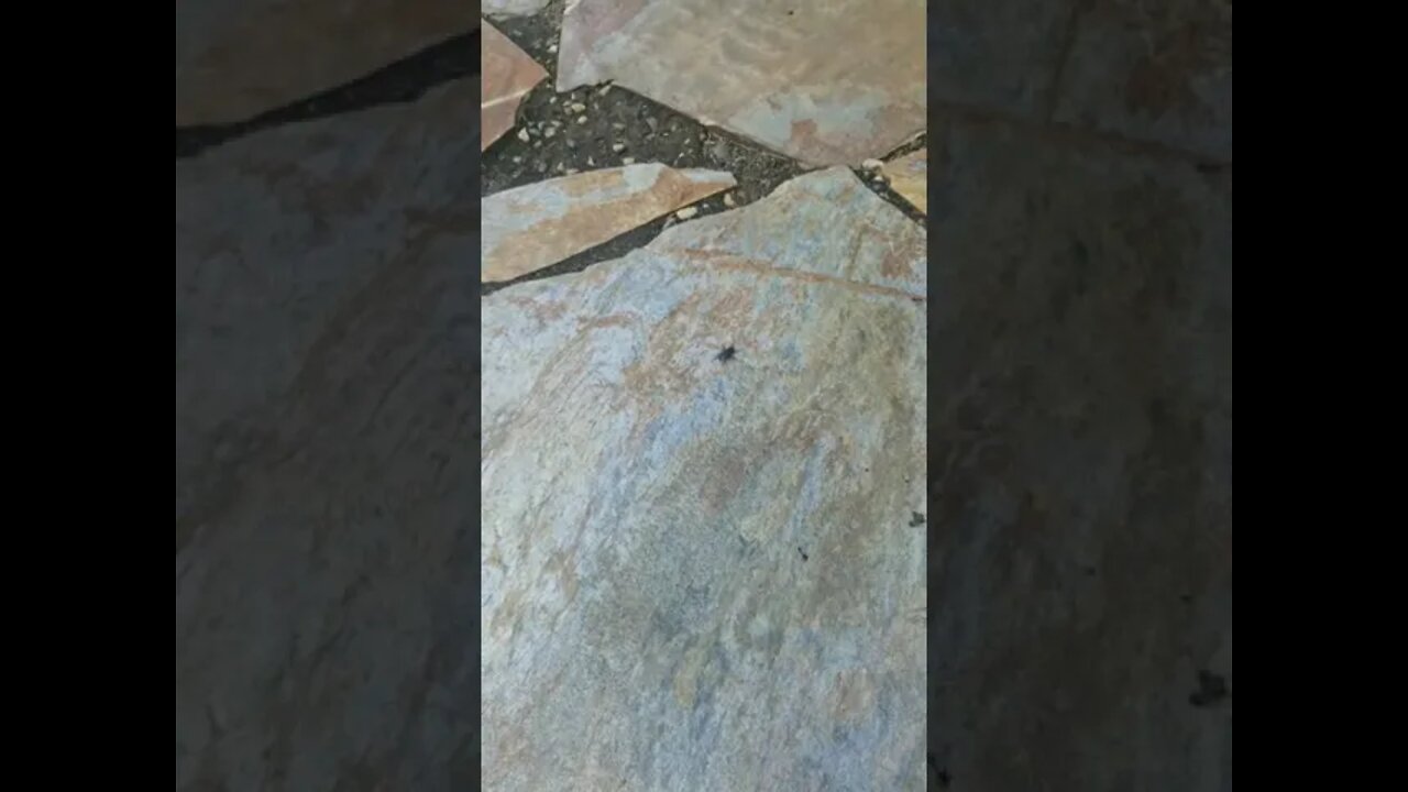 Battle Of The Ant And Fly