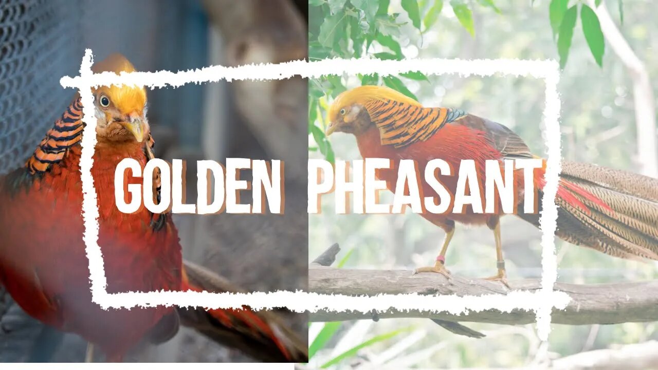 Beautiful Golden pheasant wading birds, Funny cute pets lovers, #birds #wading #goldenpheasant