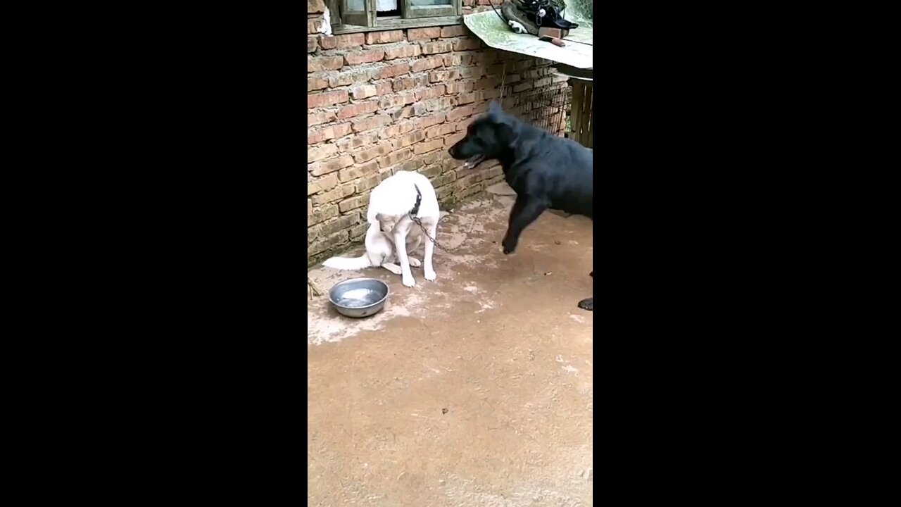 BEST FUNNY ANIMALS 2024