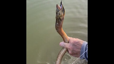 Easy & Fast Method To Catch Eel For Food 🐟 #fish #fyp #beach #unitedstate