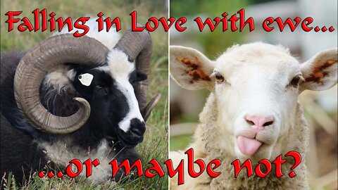 Can animals be gay? Well no, not unless they're sheep - and even then, we're not really sure!