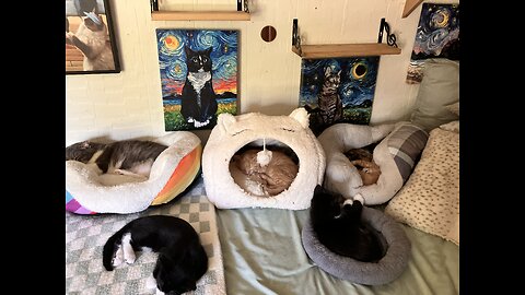 From the beginning of the Cat Cartel 2018-2024