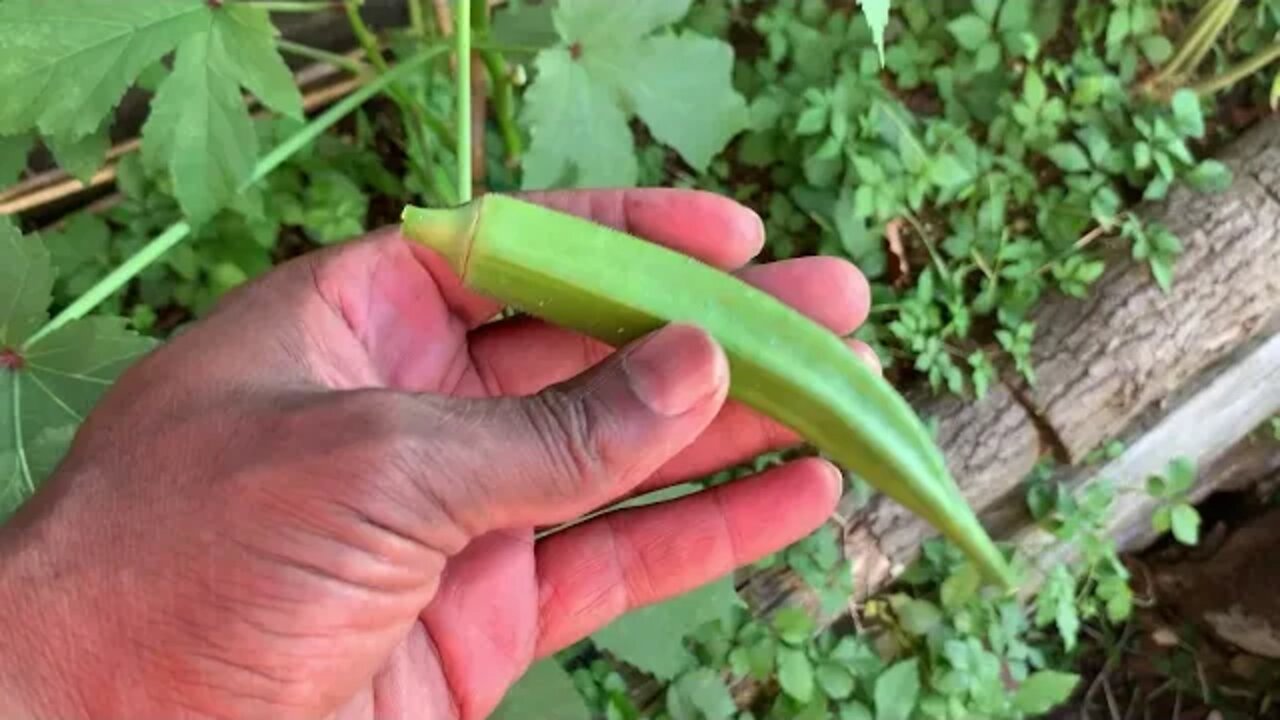 First Okra Harvest & A Nice Morning Walk With Spunky