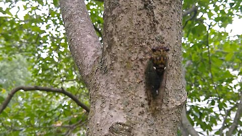 Cicada Singing