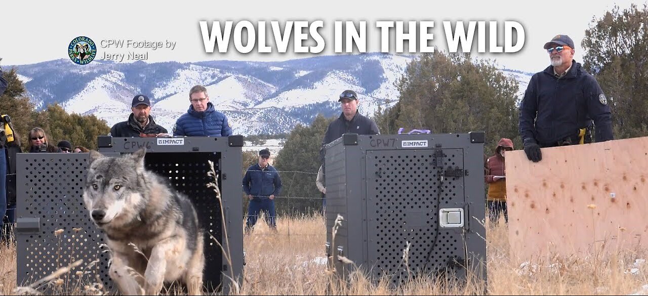 Wolves in the Wild