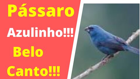Pássaro Azulinho!!! Lindo Canto