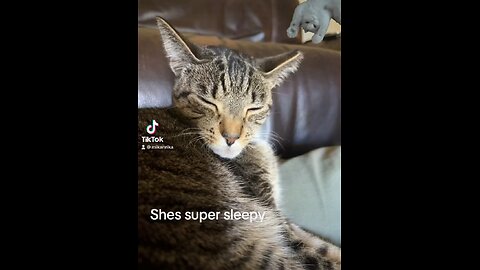 She loves to sleep on my lap