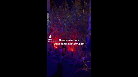 Bamboo in pots