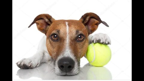 Dog video