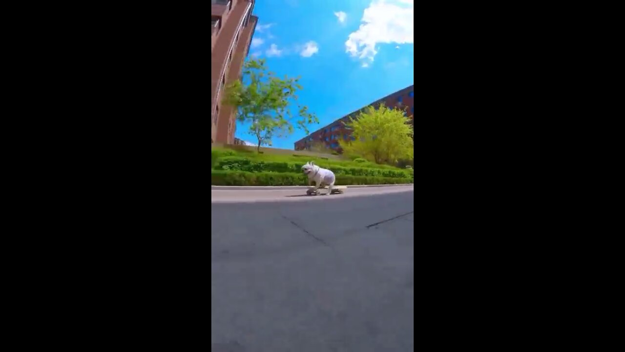 Skatedog 09