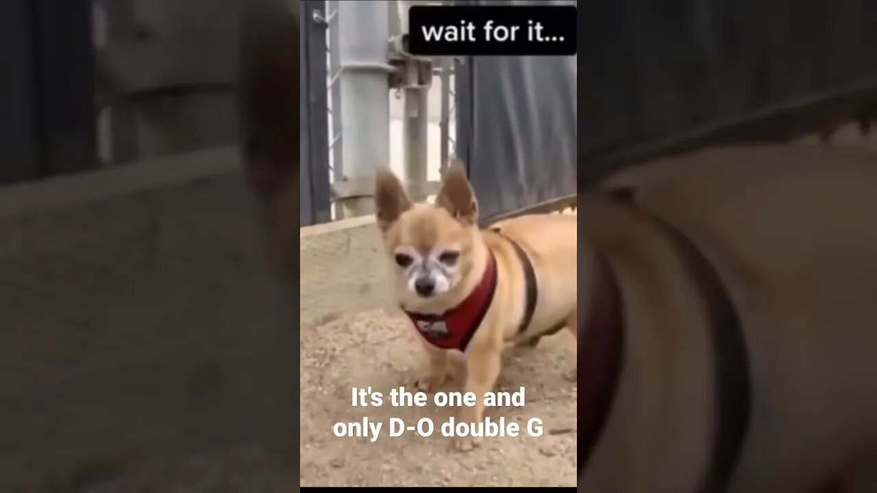 It's the one and only D-O double G #shorts