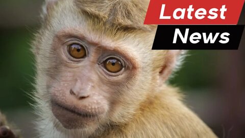 Woman Who Stopped at Lab Monkey Crash Site Is Now 'Sick'