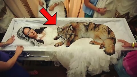 The Wolf Didn’t Move Away From the Woman, When the Doctor Looked Closer They Called the Police Fast!