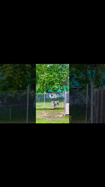 Zebras are beautiful animals