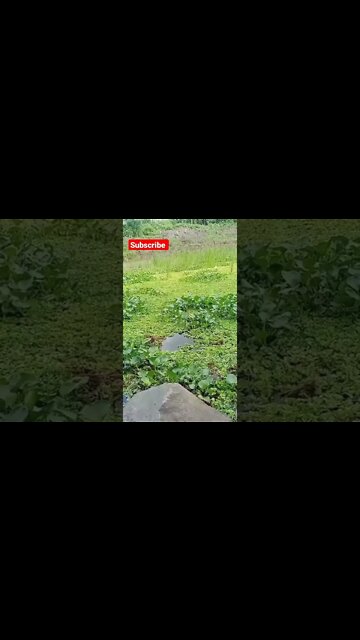 Hook fishing | Village fishing #shorts