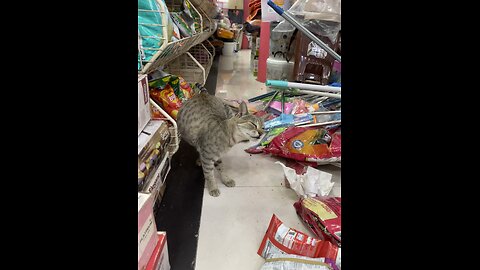 Pregnant Mama Cat In Supermarket Cute Videos Cats Love