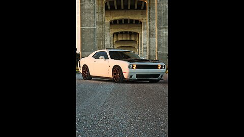 The White scat?
