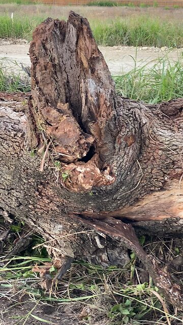 Another colony on a construction site.