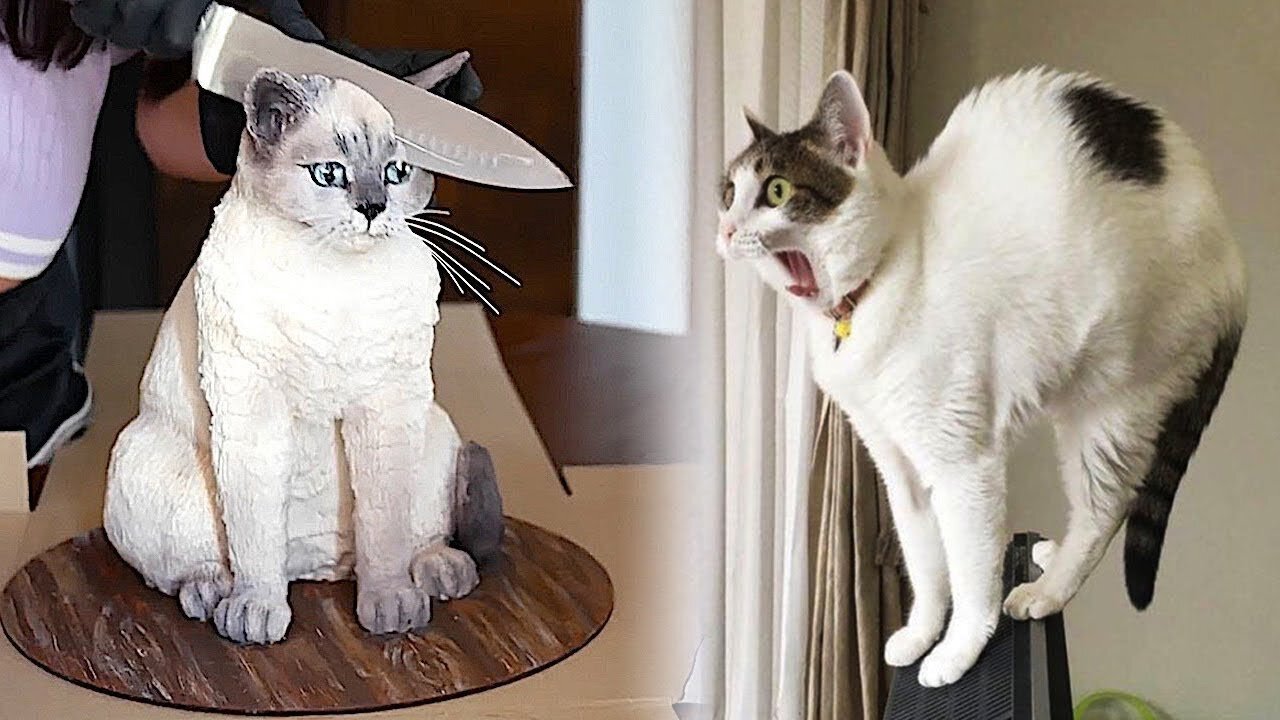 Funny Cats Compilation