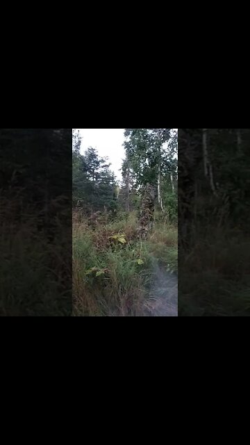 Saving A Patch Of White Spruce... Trying