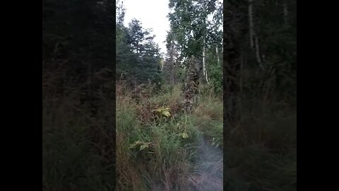 Saving A Patch Of White Spruce... Trying